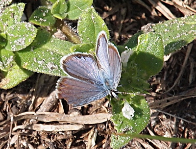 [The butterfly is perched on greenery with its wings fully open. The wings are a silvery-blue with grey edging except for the area on the upper right wing (left side of image) for which it appears something took a bit of it and its missing.]